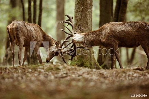 Picture of Cerf brame combat fort mammifre roi bois bois sauvage animal